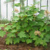 Thumbnail #2 of Hydrangea quercifolia by hannett_garner