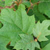 Thumbnail #3 of Hydrangea quercifolia by hannett_garner