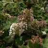 Thumbnail #5 of Hydrangea quercifolia by DaylilySLP