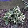 Thumbnail #2 of Hydrangea macrophylla by RoyB