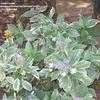 Thumbnail #3 of Hydrangea macrophylla by HostaFanatic