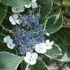 Thumbnail #4 of Hydrangea macrophylla by hgurule
