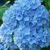 Thumbnail #1 of Hydrangea macrophylla by greygirl