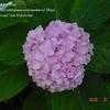 Thumbnail #2 of Hydrangea macrophylla by JRay