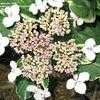 Thumbnail #5 of Hydrangea macrophylla by alicewho
