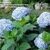 Thumbnail #4 of Hydrangea macrophylla by lmelling