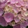 Thumbnail #2 of Hydrangea macrophylla by DaylilySLP