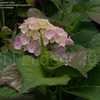 Thumbnail #3 of Hydrangea macrophylla by DaylilySLP