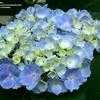 Thumbnail #4 of Hydrangea macrophylla by DreamOfSpring