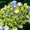 Thumbnail #5 of Hydrangea macrophylla by DreamOfSpring