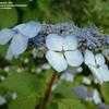 Thumbnail #3 of Hydrangea serrata by bootandall