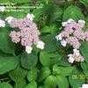 Thumbnail #5 of Hydrangea serrata by zone5girl