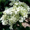 Thumbnail #4 of Hydrangea arborescens by wooffi