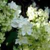 Thumbnail #5 of Hydrangea arborescens by wooffi