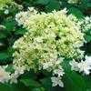 Thumbnail #2 of Hydrangea arborescens by wooffi