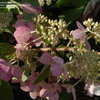 Thumbnail #5 of Hydrangea paniculata by DaylilySLP