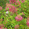 Thumbnail #2 of Hydrangea paniculata by fdetroch