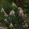 Thumbnail #4 of Hydrangea paniculata by ngam