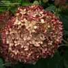 Thumbnail #4 of Hydrangea arborescens by DaylilySLP