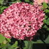 Thumbnail #2 of Hydrangea arborescens by hortusthird