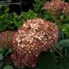 Thumbnail #3 of Hydrangea arborescens by DaylilySLP