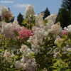 Thumbnail #3 of Hydrangea paniculata by DaylilySLP