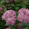 Thumbnail #5 of Hydrangea arborescens by DaylilySLP