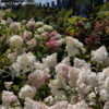 Thumbnail #2 of Hydrangea paniculata by DaylilySLP
