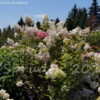 Thumbnail #4 of Hydrangea paniculata by DaylilySLP