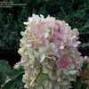 Thumbnail #5 of Hydrangea paniculata by DaylilySLP