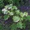 Thumbnail #3 of Hydrangea quercifolia by hczone6