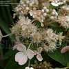 Thumbnail #2 of Hydrangea paniculata by DaylilySLP