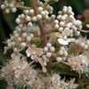 Thumbnail #3 of Hydrangea paniculata by DaylilySLP