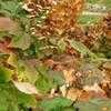 Thumbnail #5 of Hydrangea quercifolia by SalmonMe