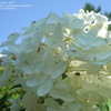 Thumbnail #5 of Hydrangea paniculata by mrhank