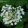 Thumbnail #4 of Hydrangea paniculata by bigcityal