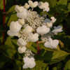 Thumbnail #2 of Hydrangea  by growin