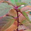 Thumbnail #5 of Hydrangea  by plantaholic186