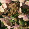 Thumbnail #4 of Hydrangea  by DaylilySLP