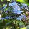 Thumbnail #2 of Hydrangea serrata by shimer