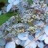 Thumbnail #3 of Hydrangea serrata by shimer