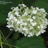 Thumbnail #2 of Hydrangea arborescens by Indie