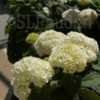 Thumbnail #4 of Hydrangea arborescens by DaylilySLP