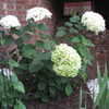 Thumbnail #3 of Hydrangea arborescens by Indie