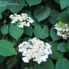 Thumbnail #3 of Hydrangea arborescens by Rickwebb