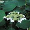 Thumbnail #2 of Hydrangea arborescens by Rickwebb