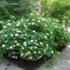 Thumbnail #4 of Hydrangea arborescens by Rickwebb