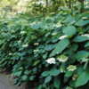 Thumbnail #5 of Hydrangea arborescens by Rickwebb