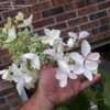 Thumbnail #2 of Hydrangea paniculata by NoLawns