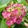 Thumbnail #2 of Hydrangea macrophylla by carolann